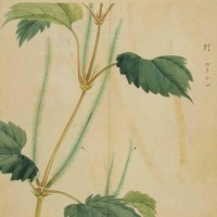 图片,manchu.work,www.manchu.work,满族空间，满语学习，ᠰᠠ ，萨