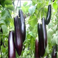 图片,manchu.work,www.manchu.work,满族空间，满语学习，ᡥᠠᠰᡳ ，哈希