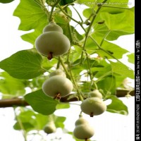 图片,manchu.work,www.manchu.work,满族空间，满语学习，ᡥᠣᡨᠣ ，浩涛